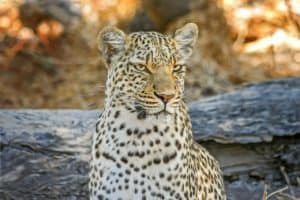 Botswana Nationalpark Leopard