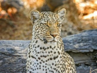 Botswana Nationalpark Leopard
