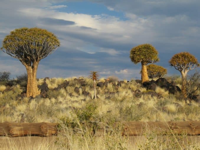 Kalahari viertgrößten Wüste der Welt
